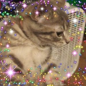 Meet your Posher, Lexi